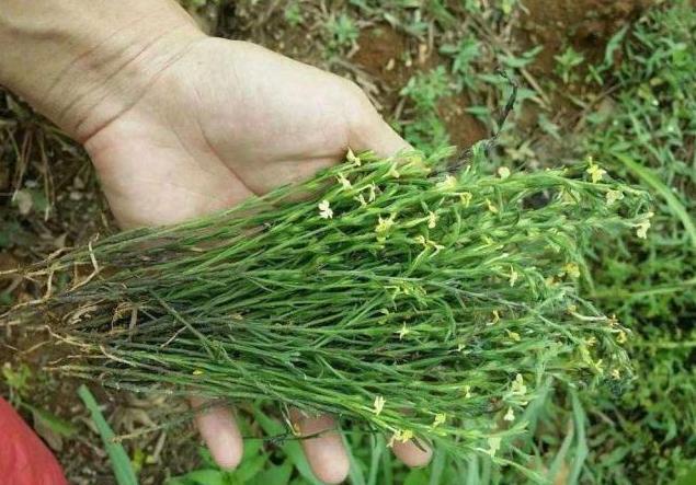 以前农民当害草，如今是“神药”，1000元一斤不好买，你见过？