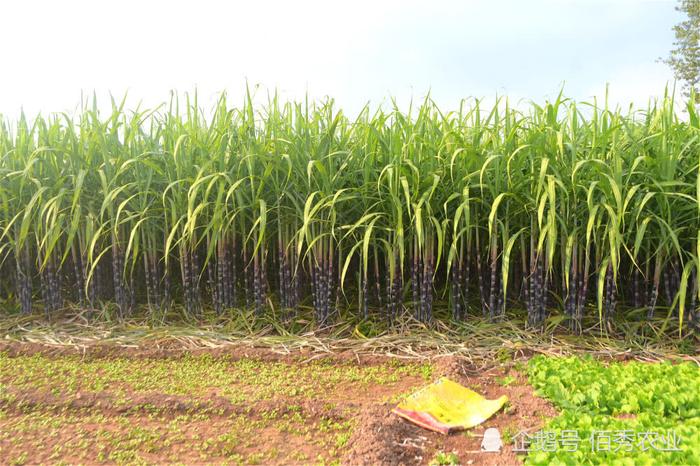 农民种植10亩甘蔗，眼看就要成熟，销售成大难题