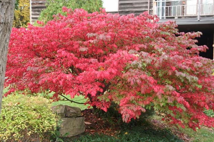 这5种植物的叶子到了秋天会变红色，适合种院子，有些能养成盆景