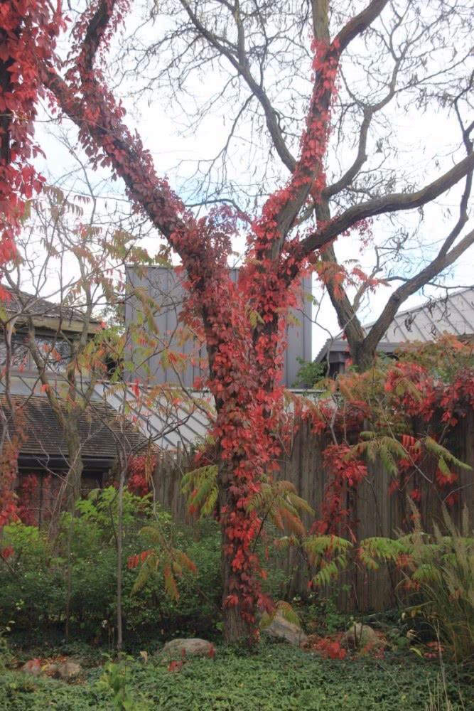 这5种植物的叶子到了秋天会变红色，适合种院子，有些能养成盆景