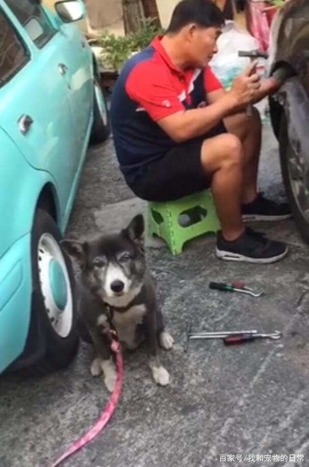 狗狗发狂咬坏隔壁邻居的车子，原因让人哭笑不得！