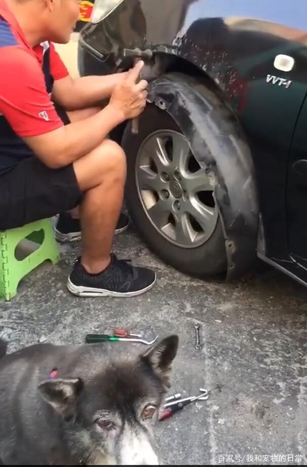 狗狗发狂咬坏隔壁邻居的车子，原因让人哭笑不得！
