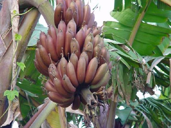 这水果叫“南洋红香蕉”有一种特殊的兰花香味，营养十分丰富