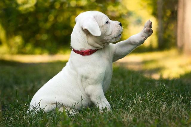 你听说过阿根廷杜高犬吗？它们是天生的猎手，融合了众多犬种优点