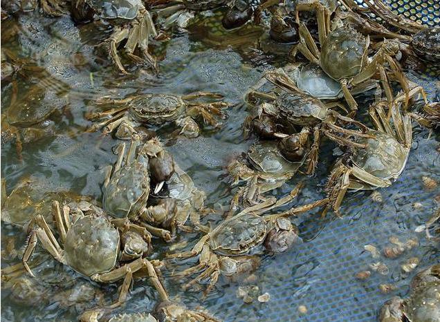 比利时大闸蟹泛滥，最后求助中国，吃货表示：来多少都没在怕的