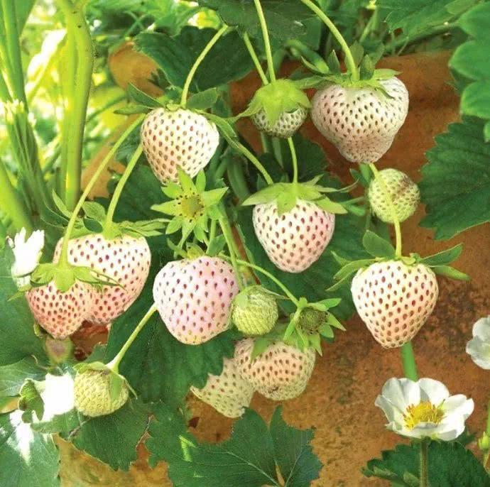 菠萝味的草莓，奶白色的果子看着就诱人，常被误以为是转基因水果