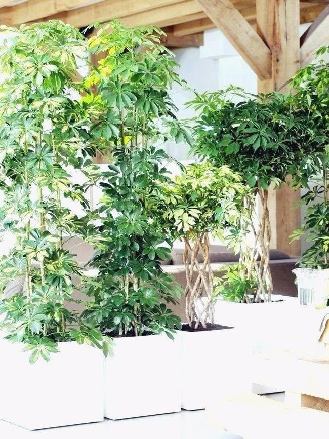 霸气的室内观赏树，可长到屋顶，用大花盆种，养客厅特有格调
