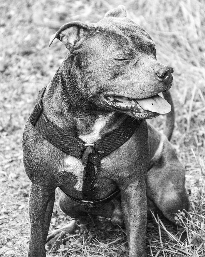 男子收养了斗牛犬，邻居因此对他态度冷漠，没想到狗狗救助了邻居