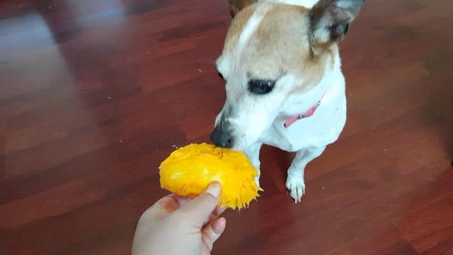 狗狗可以吃芒果吗？想要给狗狗喂芒果，主人需要注意一些什么问题