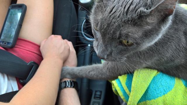 15岁半的老猫最后一次看医生，突然紧握着主人的手安慰：别伤心
