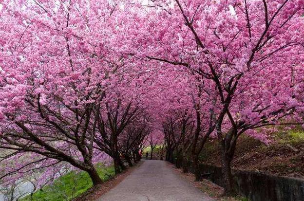 福建私藏的美景，樱花盛开美翻众人，赏樱再也不用去日本啦