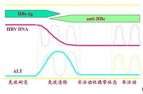 细分乙肝自然史，抗病毒方向，耐药发生率已有改善