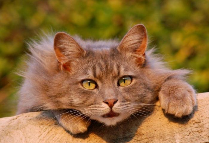 有“先天性疾病”风险的5种猫咪，养名猫又怎样，还是田园猫好养