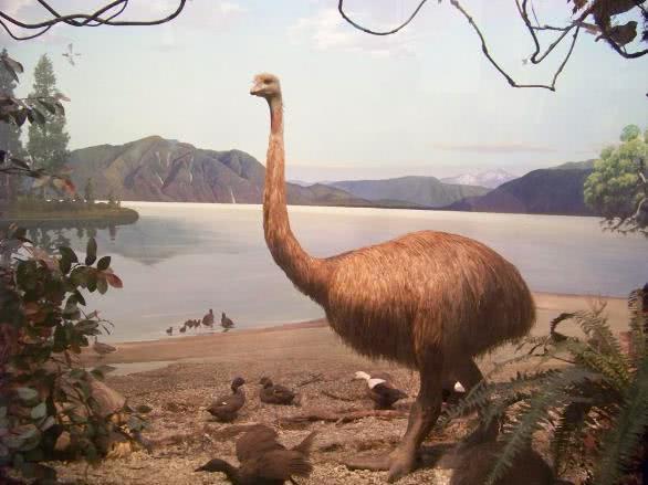 恐鸟这种神奇的巨鸟真的有3米这么高吗？它们为什么会灭绝？