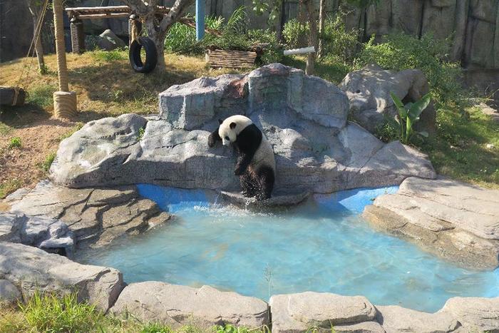 过瘾！香市动物园大熊猫哥俩上演真实版“功夫熊猫”