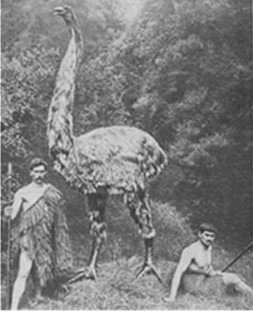 恐鸟这种神奇的巨鸟真的有3米这么高吗？它们为什么会灭绝？