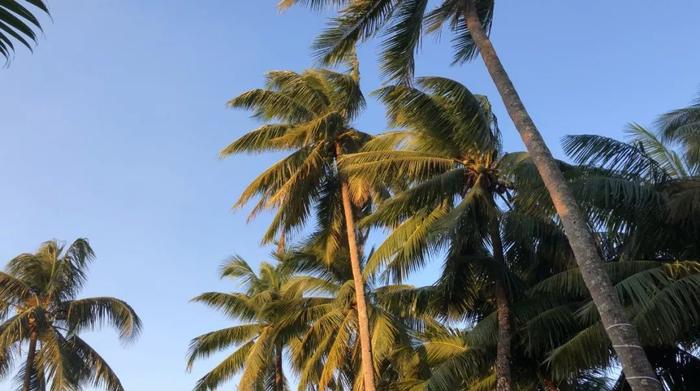 爱旅游 | 6天5晚，环抱椰风海韵，主播陶俊蓉带你“陶”醉海南之旅！