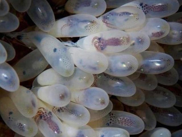为什么小章鱼一出生，章鱼妈妈就会自杀？专家终于给出了答案！