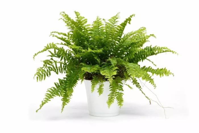 9种容易打理的空气净化植物，摆桌面上养就很适合