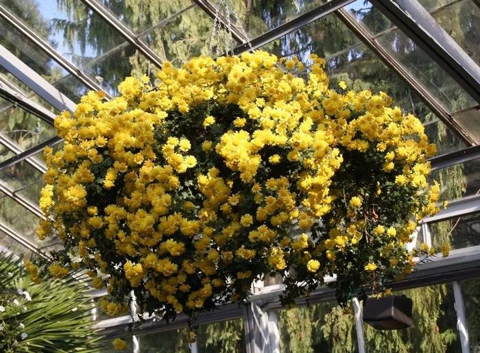 9种容易打理的空气净化植物，摆桌面上养就很适合