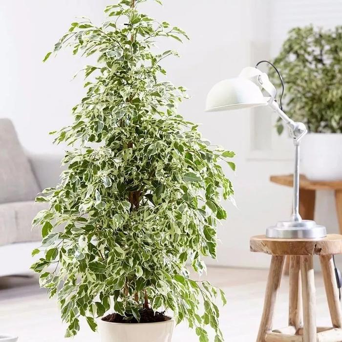 9种容易打理的空气净化植物，摆桌面上养就很适合