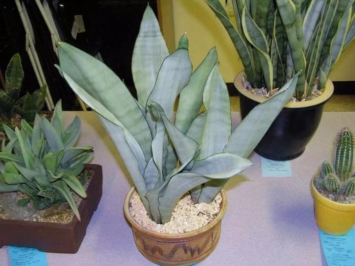 9种容易打理的空气净化植物，摆桌面上养就很适合