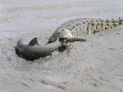 鳄鱼隐藏在海边捕食，没想到等来这，还真是头一次吃，太享受！