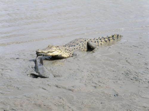 鳄鱼隐藏在海边捕食，没想到等来这，还真是头一次吃，太享受！