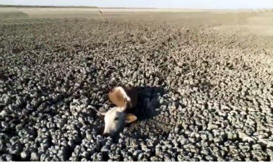 这么严重的干旱你见过吗？非洲上百动物寻找水源，结果却触目惊心