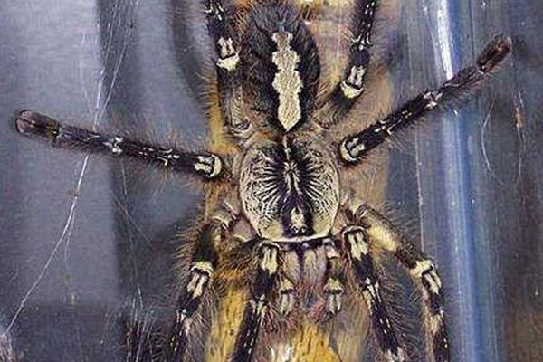 地球上10大有毒蜘蛛，黑寡妇蜘蛛仅第四，巴西游走蛛居榜首