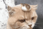 猫咪头顶多了条鱼,没有欣喜却一脸幽怨,无辜的小眼神逗乐大伙
