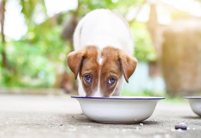 冬天狗狗喝水少，易导致肾脏疾病，怎么让它多喝一点水呢？