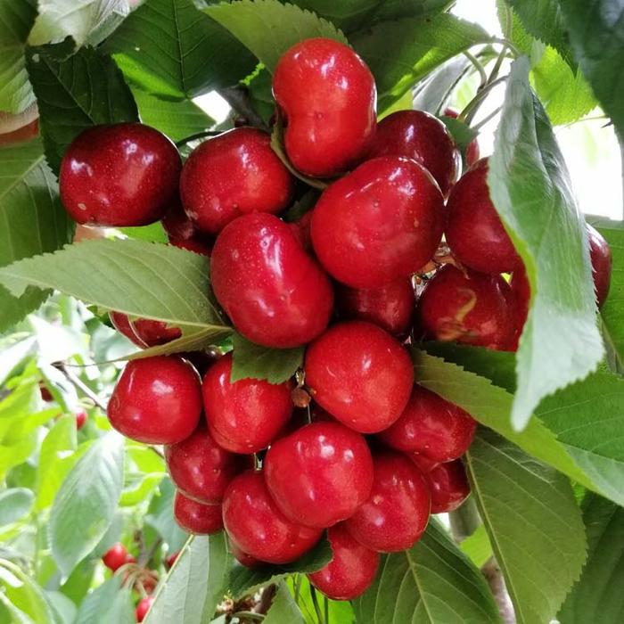 红灯、美早等被淘汰，樱桃品种种植从2019年开始发生了巨大变化