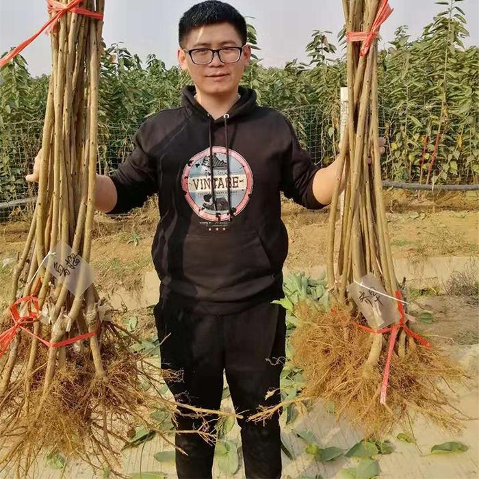 红灯、美早等被淘汰，樱桃品种种植从2019年开始发生了巨大变化
