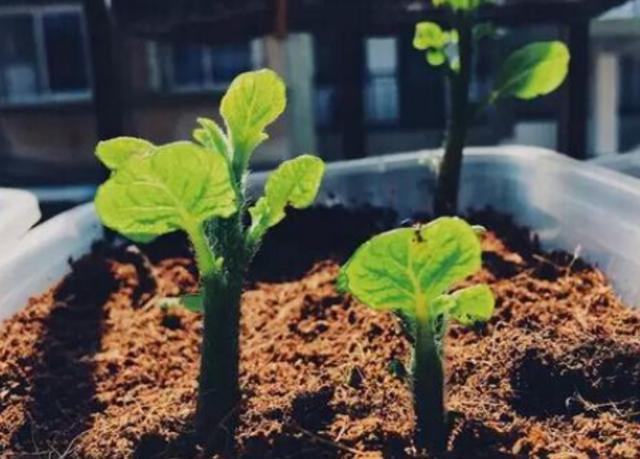 教你在家种土豆，学会3招，既能做盆栽欣赏又能吃上健康美味