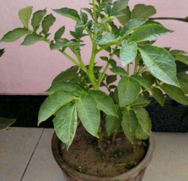 教你在家种土豆，学会3招，既能做盆栽欣赏又能吃上健康美味