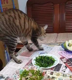 猫咪反常没偷吃，下一秒却让主人没心情吃饭：有这么难闻吗？