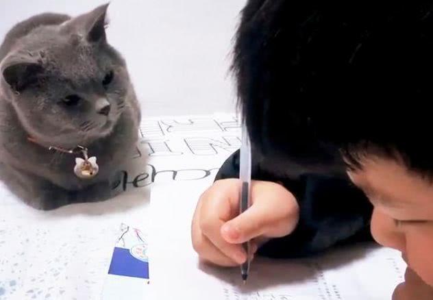猫咪看小主人写作业，一副忧心忡忡的样子：这都不会，真让猫操心