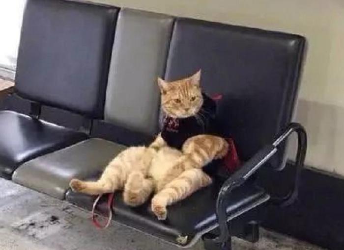 小伙车站接女友却忘了带走“猫”, 找到它时, 小表情亮了