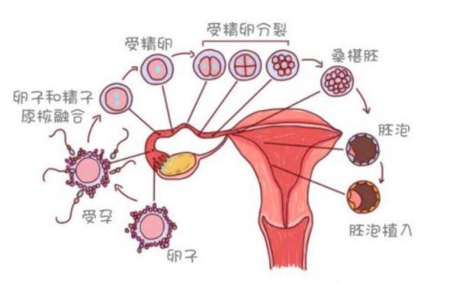 排卵监测怎么做?需要做几次?