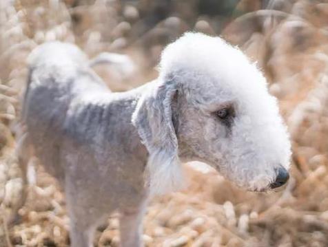 贝德灵顿梗犬，这是一只外表像小羊羔，然而内心却住着狮子的狗狗