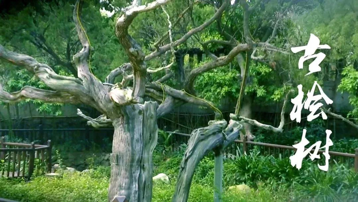 晋江最古老的树木