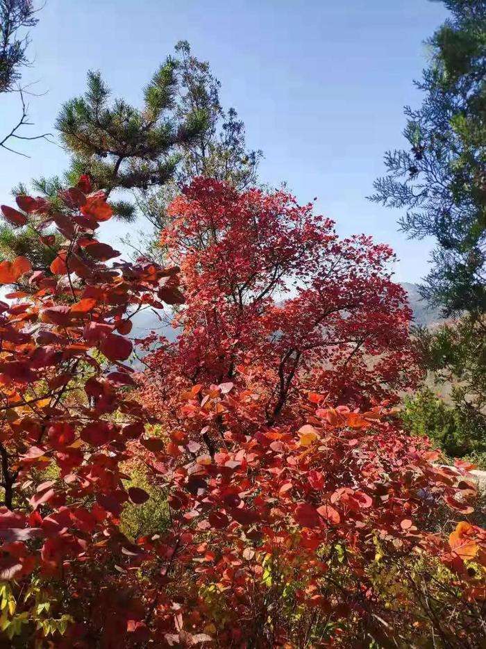 林州旅游首选这六个地方，景色一个美过一个，全去过就是林州通了