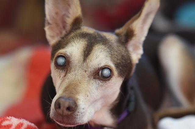 狗狗白内障是老年病？这些犬种或出生就有！狗狗白内障有什么症状