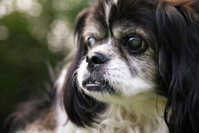 狗狗白内障是老年病？这些犬种或出生就有！狗狗白内障有什么症状