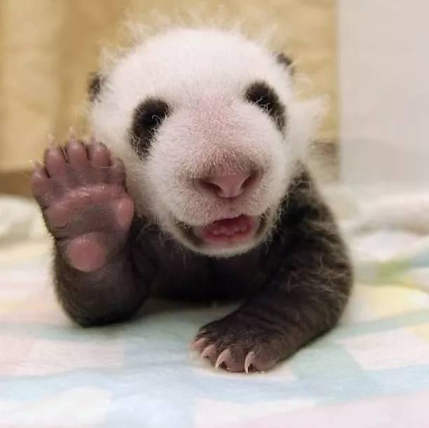 大熊猫出生时，为何比小老鼠还小
