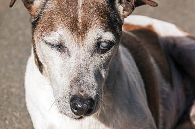 狗狗白内障是老年病？这些犬种或出生就有！狗狗白内障有什么症状