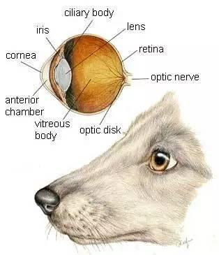 狗狗白内障是老年病？这些犬种或出生就有！狗狗白内障有什么症状