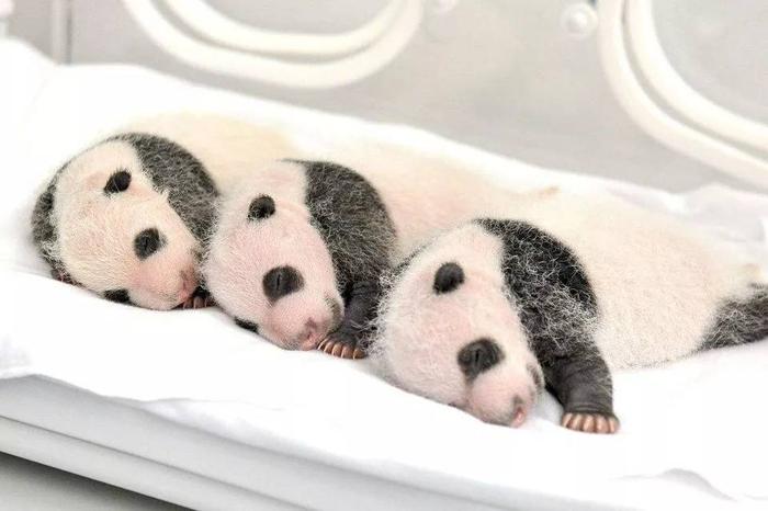 大熊猫出生时，为何比小老鼠还小