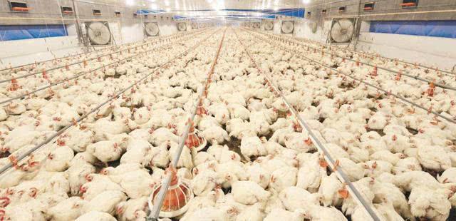 鸡肉鸡蛋价格齐创新高，后期有望再涨价，农民现在养鸡来得及吗？
